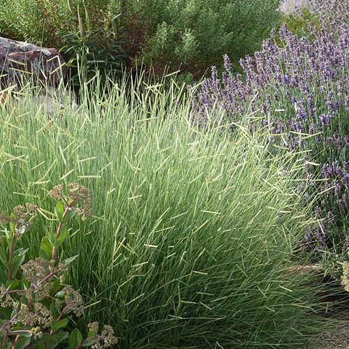 Perennial Blue Grama Native Grass Seed for Xeriscape Lawns & Pasture