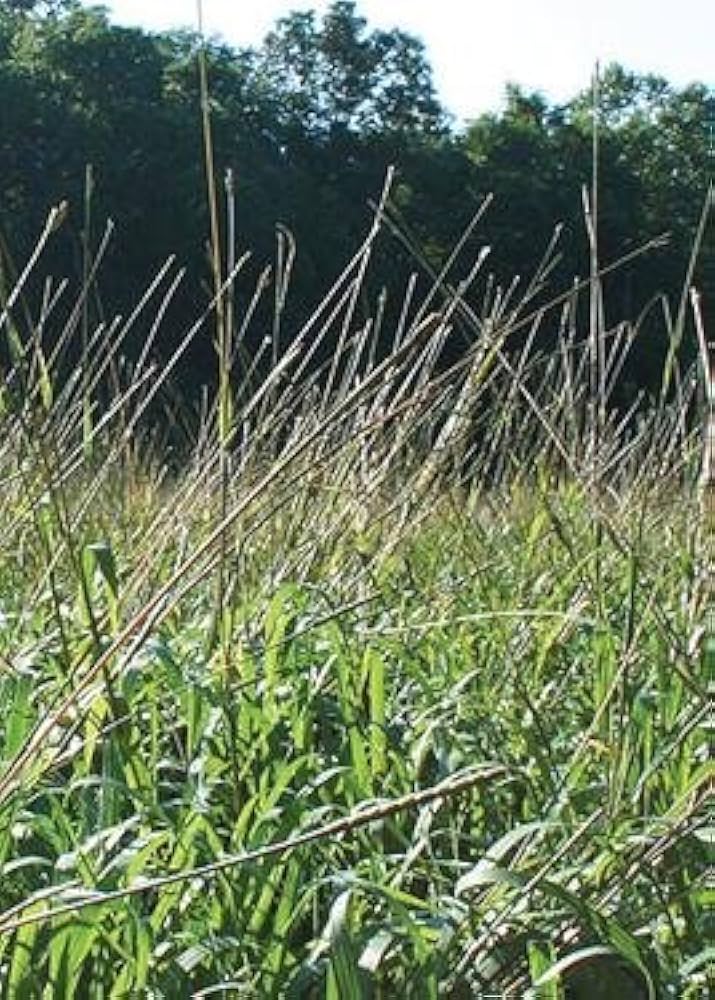 Eastern Gamma Grass