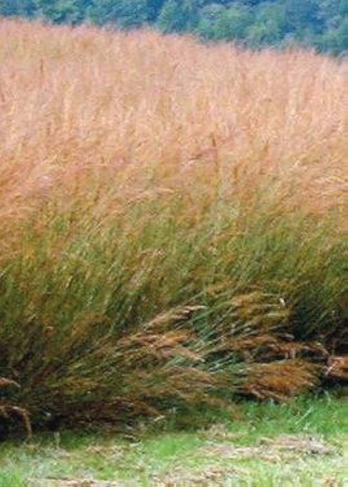 Indian Grass Cheyenne True Native Seed