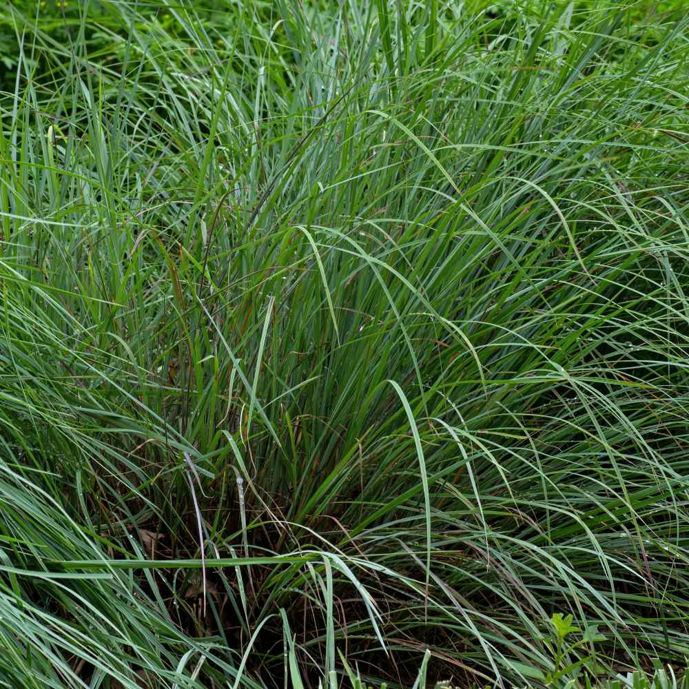 Perennial Little Bluestem Native, Ornamental, Prairie, Drought Resistant Grass Seed