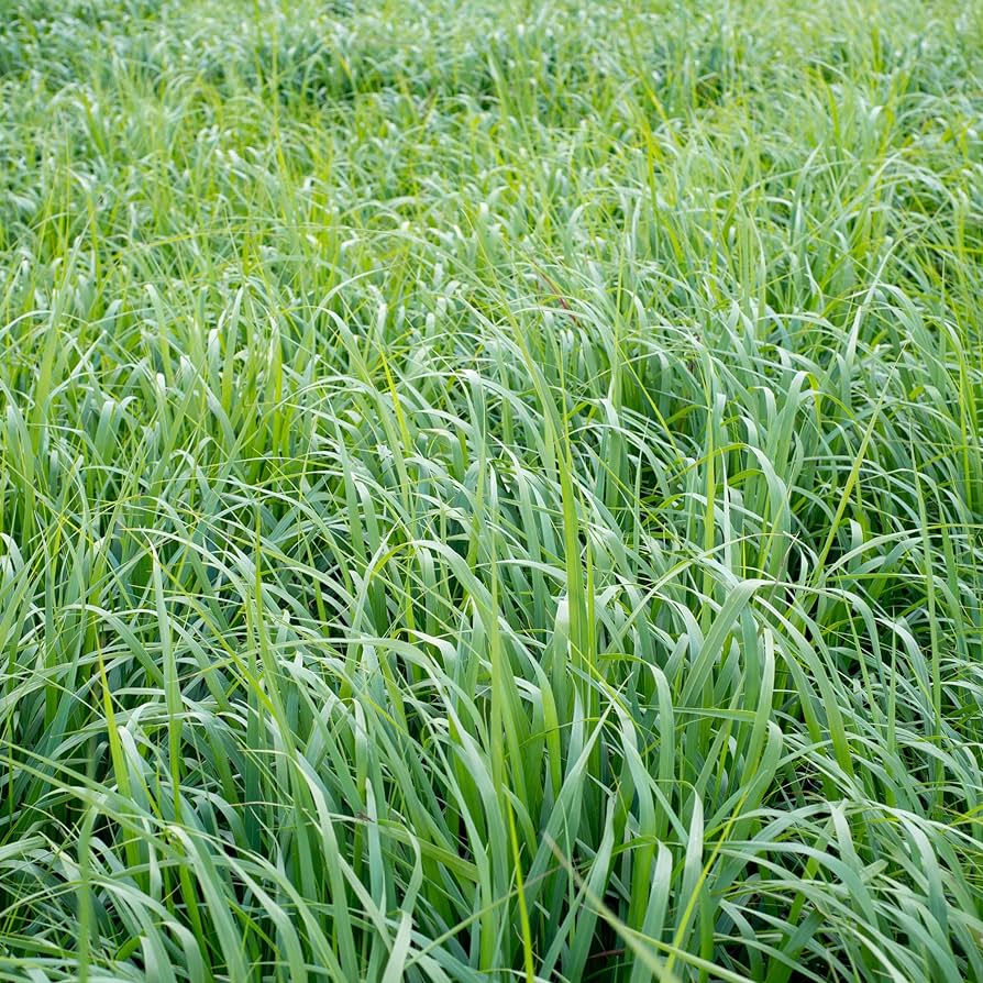 Perennial Switchgrass Native Grass Seed Tolerant of Poor Soils, Flooding, & Drought